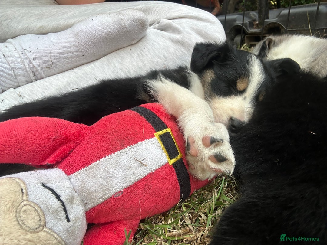 Border Collie dogs for sale: 6 Border Collie Pups for Sale ! - Image 15