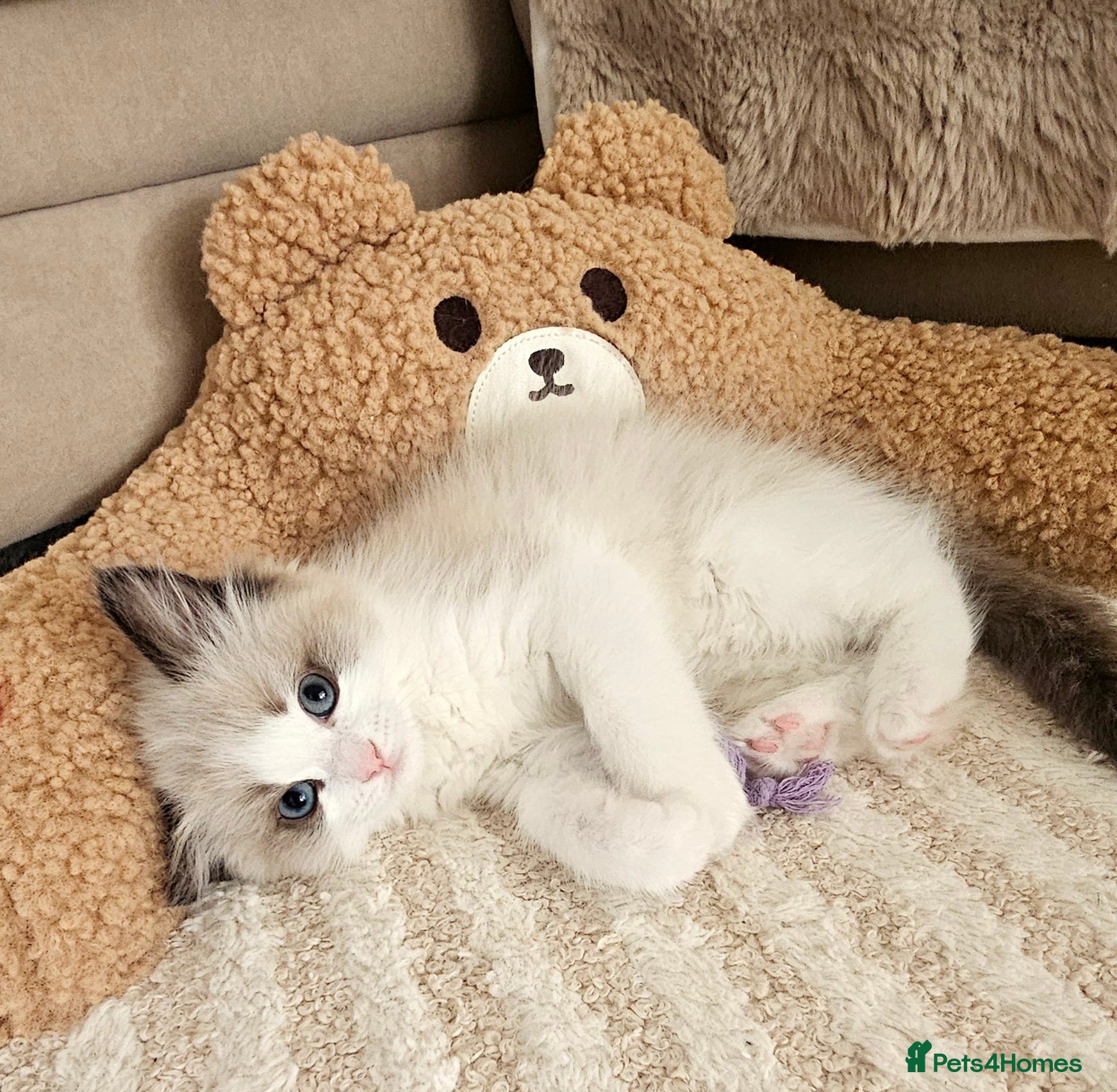 Ragdoll cats Ragdoll Tica Pedigree kittens - Advert 12