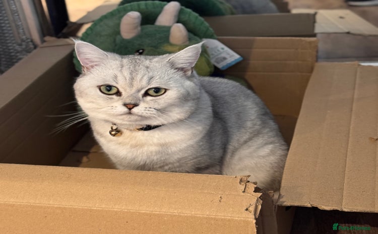 Scottish Fold cats - Advert 5