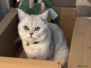 Scottish Fold cats - Advert 17