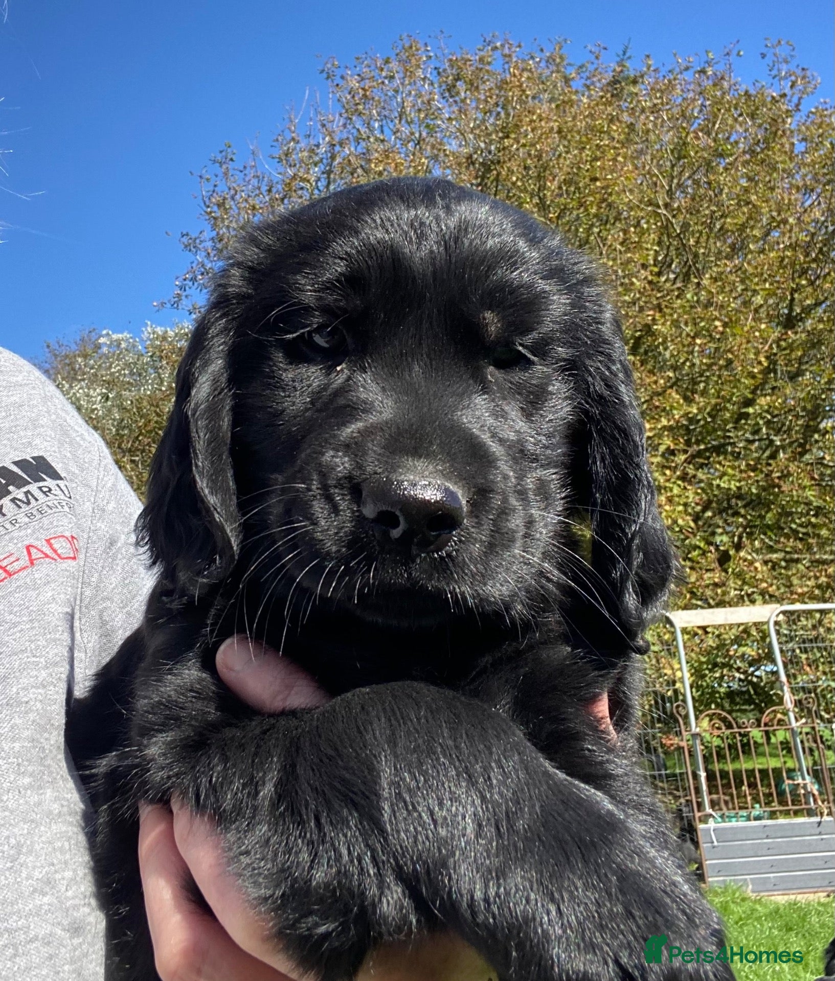 Mixed Breed dogs *Ready Now!* Golden x Flat coated retriever pups! - Advert 21