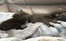 Mixed Breed cats for sale: Kittens ******  - Image 4