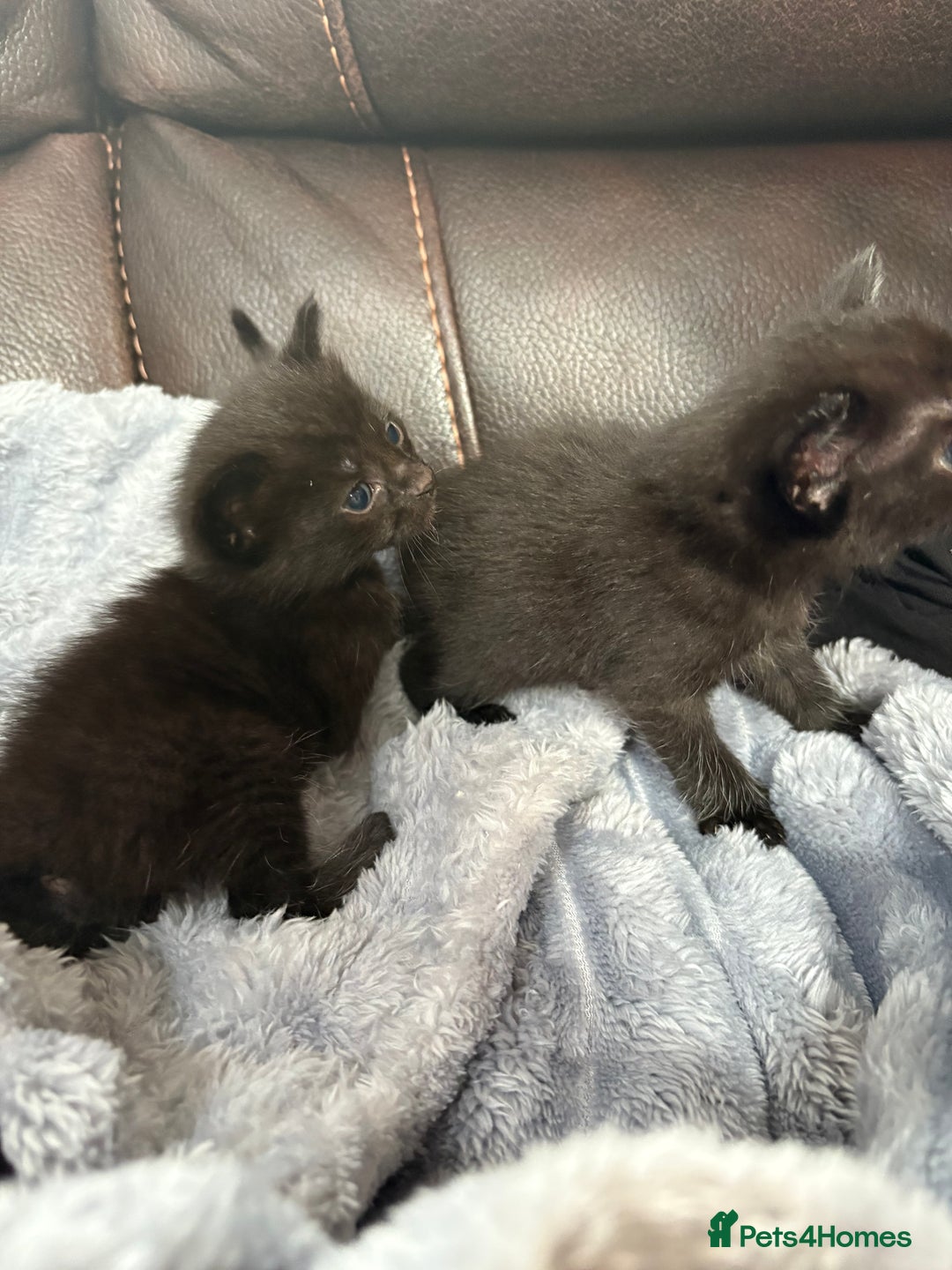 Mixed Breed cats for sale: Kittens ******  - Image 4
