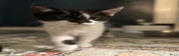 Mixed Breed cats for sale: REDUCED beautiful litter off kittens - Advert 12