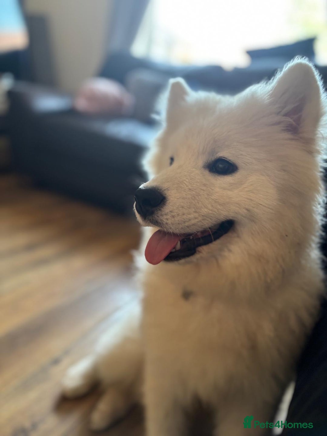 Samoyed dogs for sale: Beautiful female samoyed - Advert 5