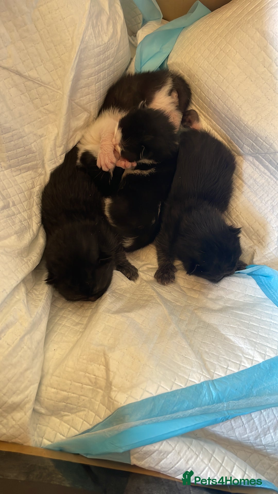 Domestic Shorthair cats for sale: Cute little domestic kittens  - Image 13