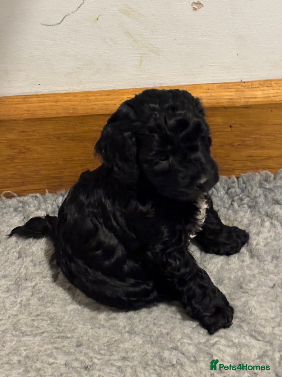 Sproodle dogs for sale: Gorgeous Sproodle F1b puppies - Advert 4