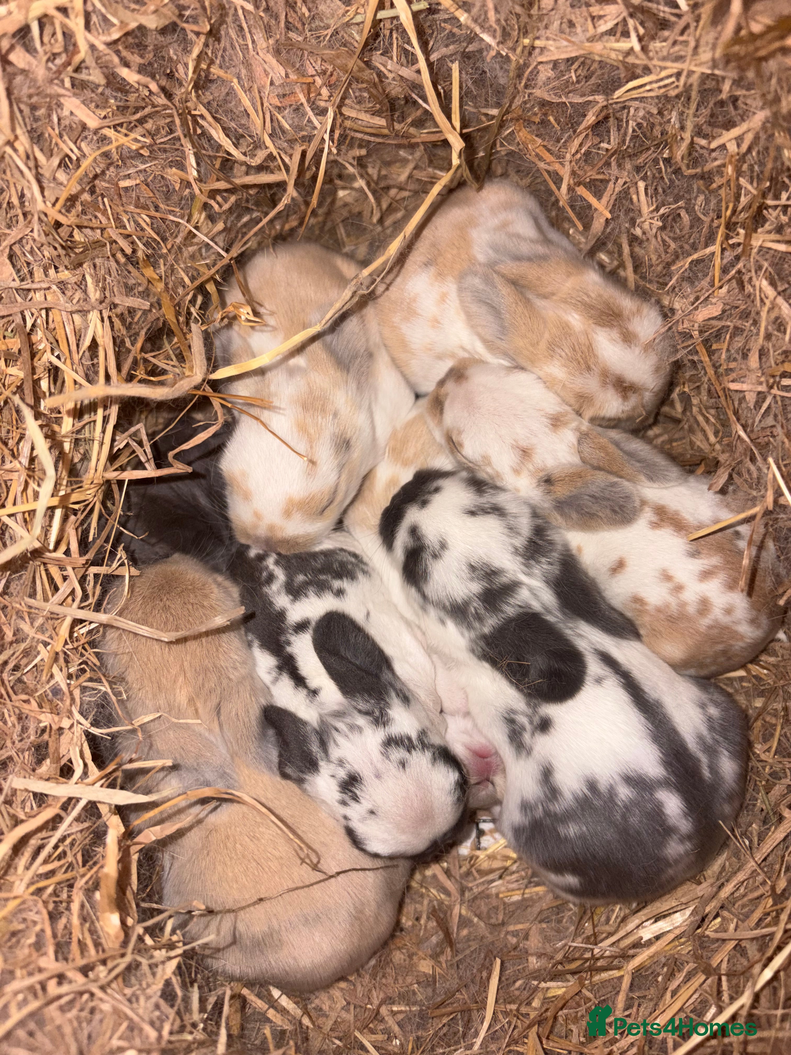 Mini Lop rabbits Baby Mini Lops ready end of January 2026 - Advert 15