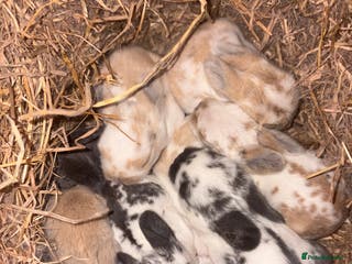 Mini Lop rabbits Baby Mini Lops ready end of January 2026 - Advert 8