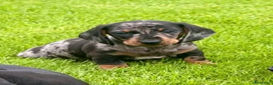 Dachshund 1