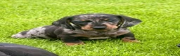 Dachshund dogs for sale: Gorgeous miniature dachshund puppies  - Advert 23