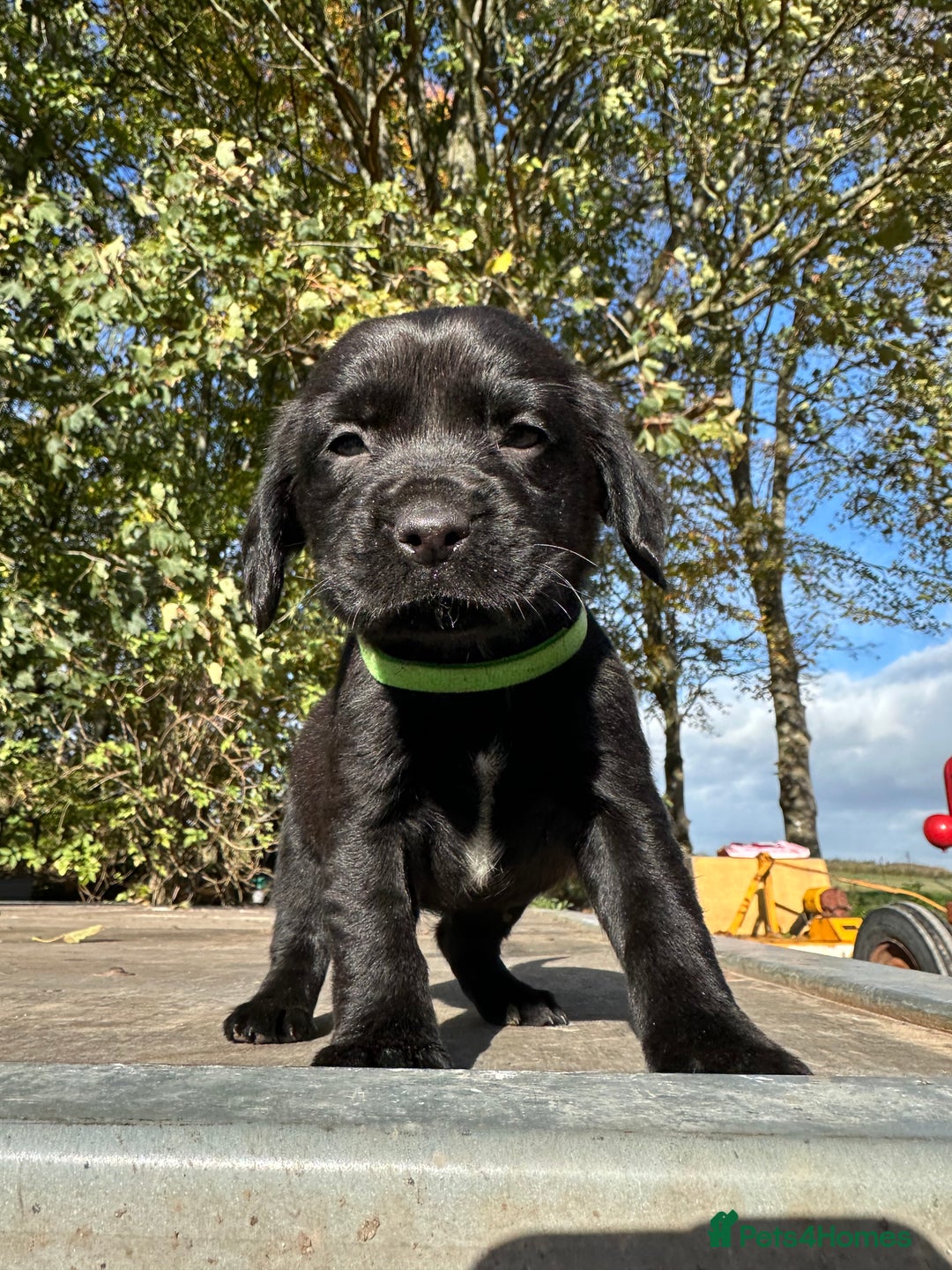 Springador dogs for sale: Gorgeous Springador’s looking for new homes!  - Image 5