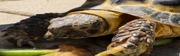 Tortoise reptiles for sale: Tortoise for sale - Advert 8