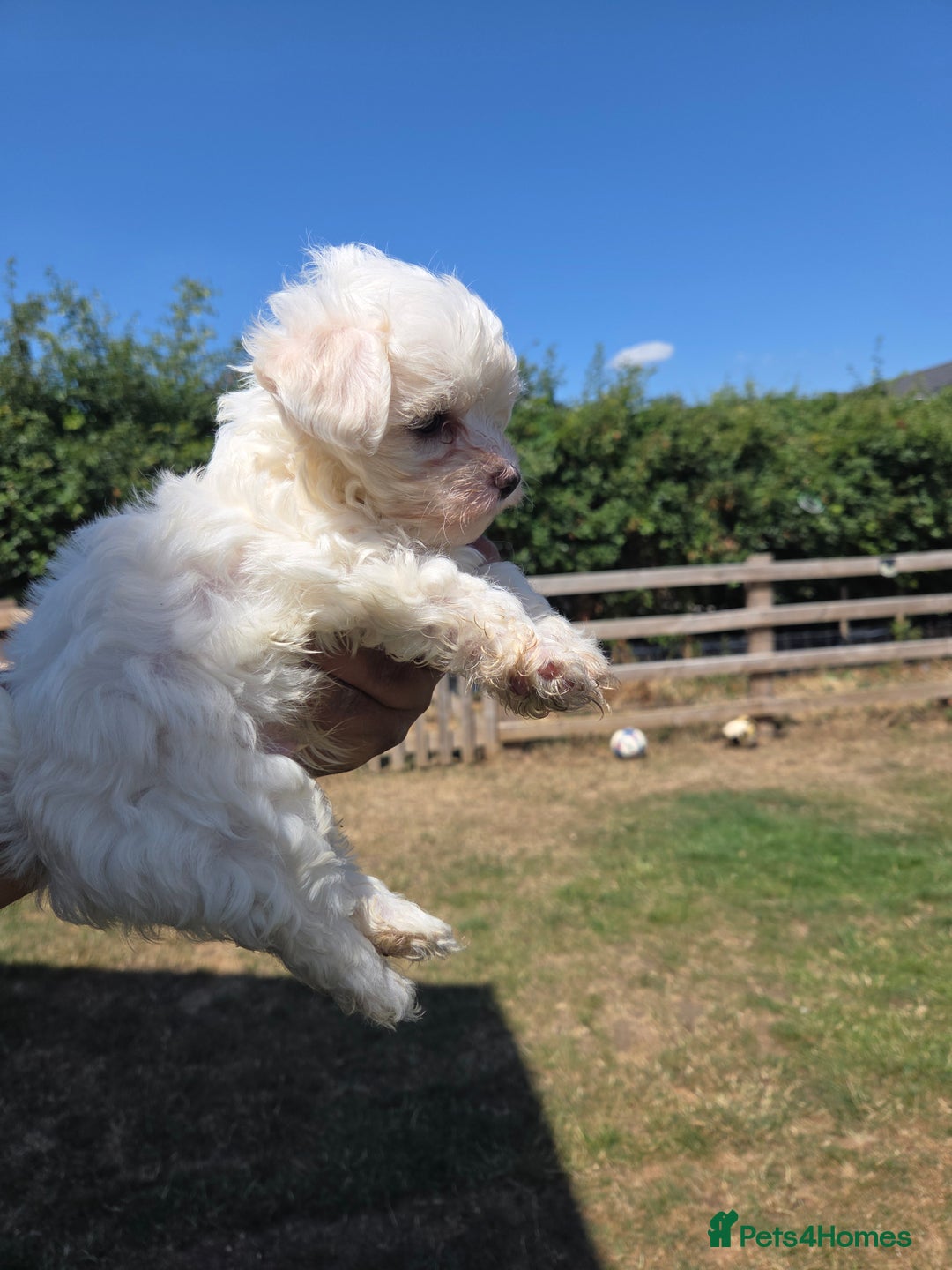 Maltese dogs for sale: Maltese puppies  - Image 5