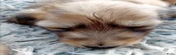 Miniature Dachshund dogs for sale: Female Miniature Longhaired Dachshund  - Advert 2