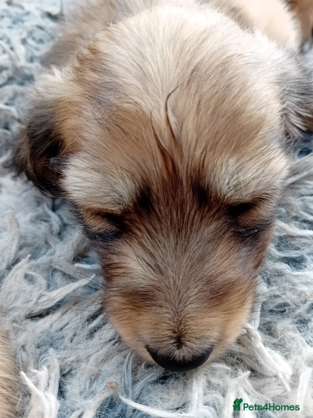 Miniature Dachshund dogs for sale: Female Miniature Longhaired Dachshund  - Advert 2
