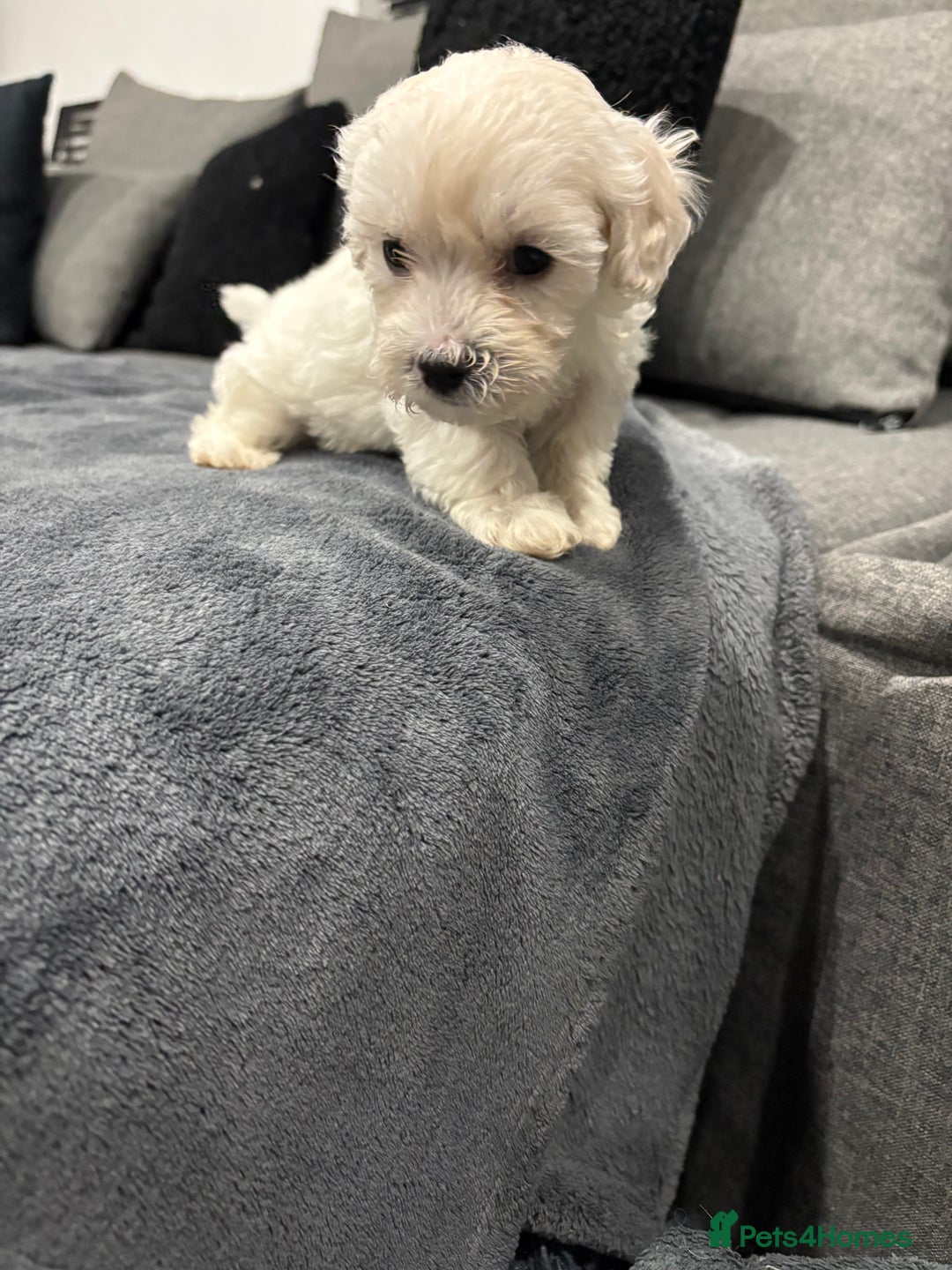 Maltipoo dogs for sale: Stunning maltipoo puppies   - Advert 8