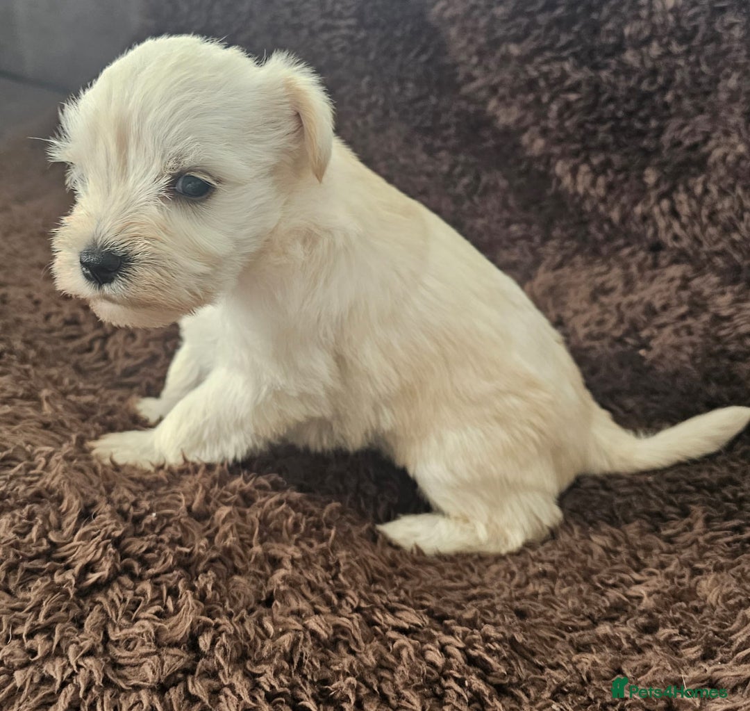Miniature Schnauzer dogs for sale: Adorable white schnauzer puppies- ready soon! - Image 20