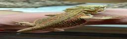 Bearded Dragon reptiles for sale: Stunning Baby Beardies For Sale! - Advert 6
