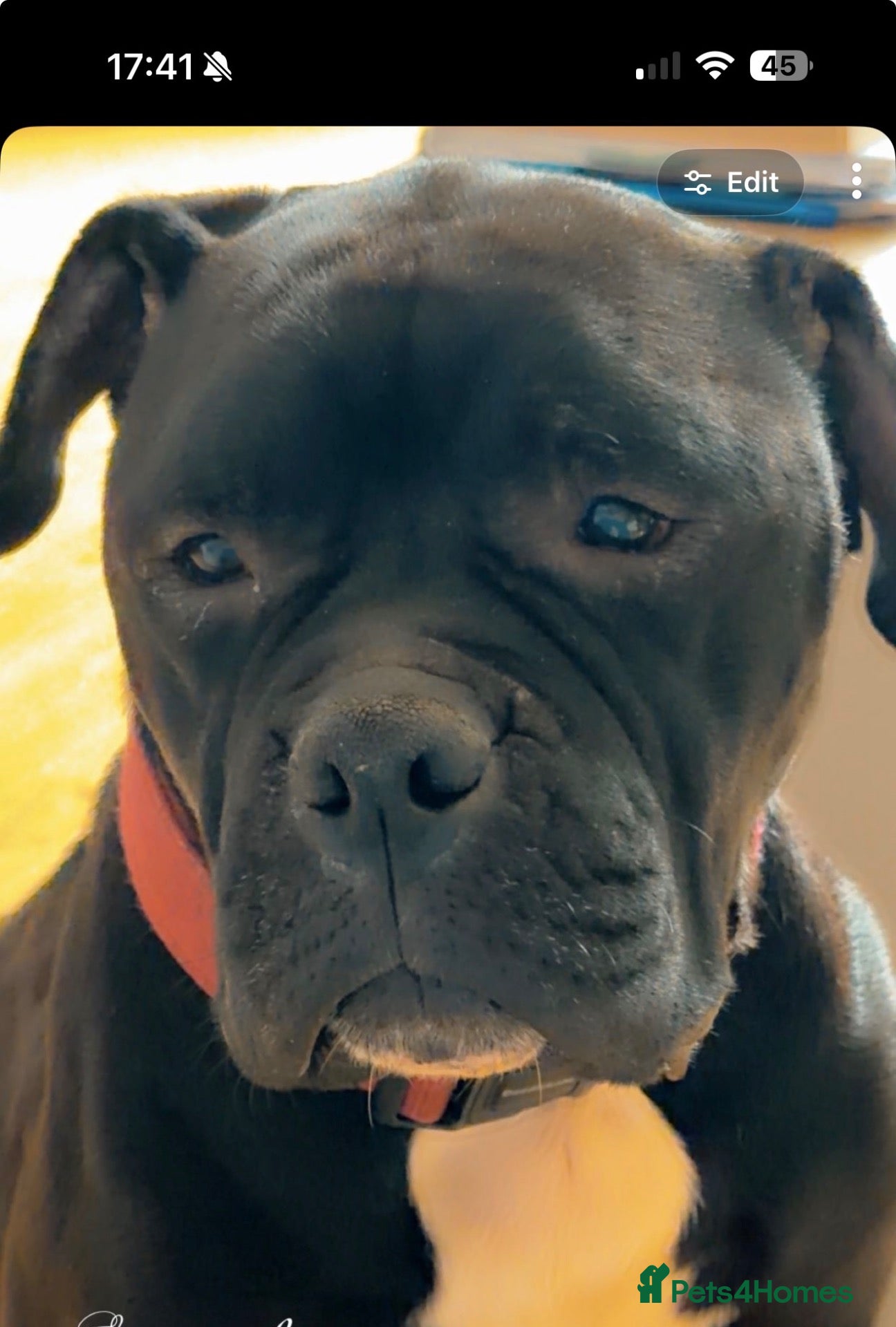 Mixed Breed dogs Amazing Cockerbull puppies - Advert 2