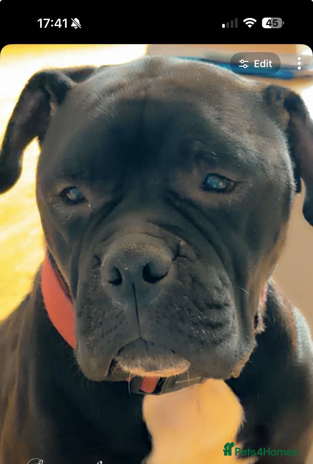 Mixed Breed dogs for sale: Amazing Cockerbull puppies - Advert 1