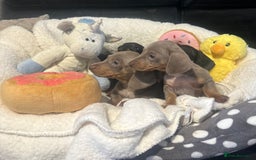 Dachshund dogs for sale: Stunning litter of Dachshund puppies 🌈🥰 - Image 2