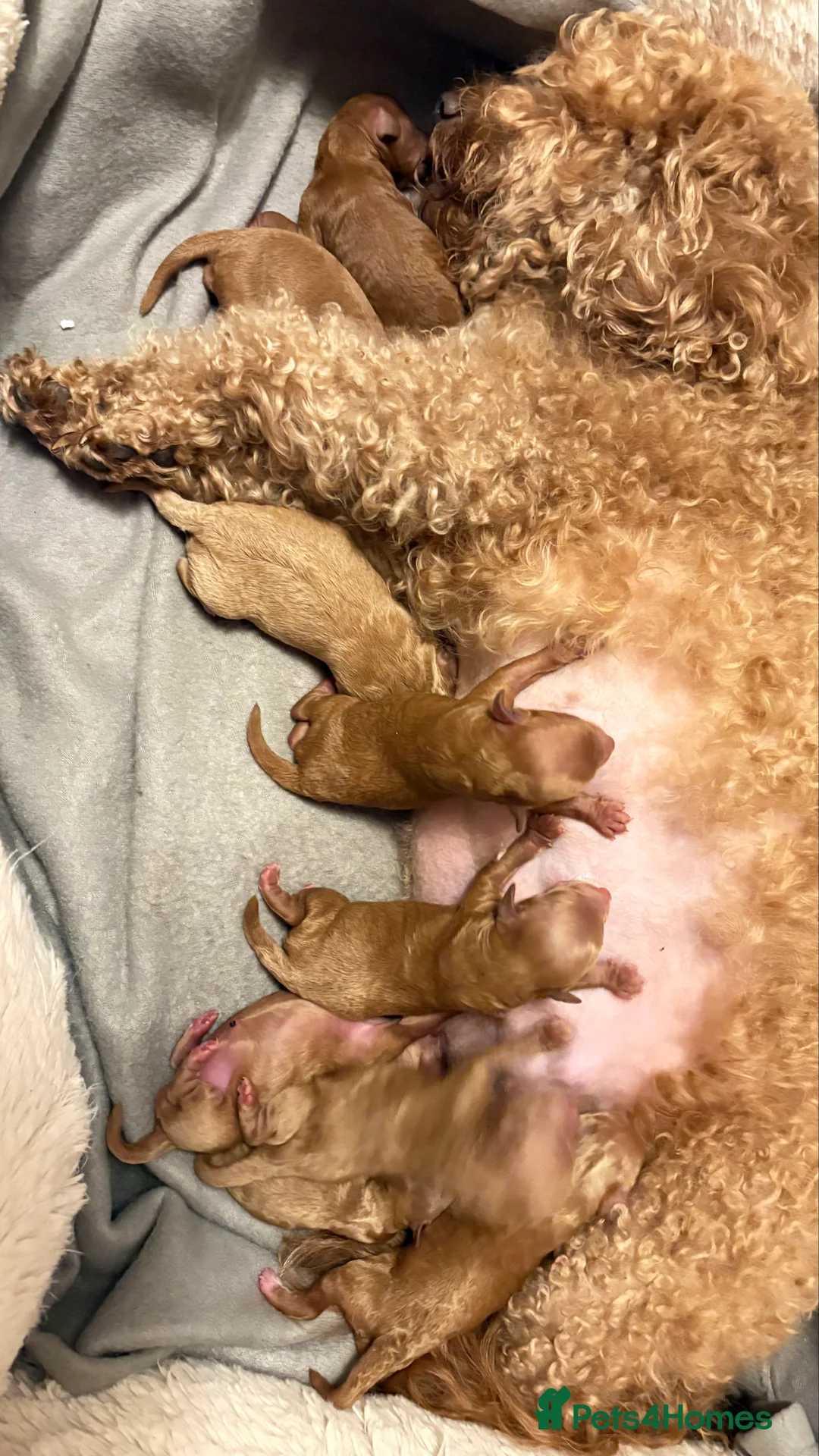 Cavapoochon dogs for sale: Gorgeous Therapy puppies  - Advert 22