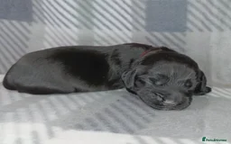 Cocker Spaniel dogs for sale: Show x Working Cocker Spaniels, HEALTH tested - Image 16