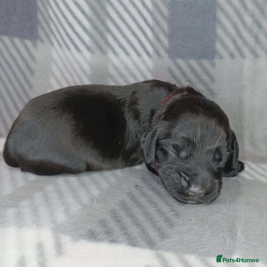 Cocker Spaniel dogs for sale: Show x Working Cocker Spaniels, HEALTH tested - Image 16