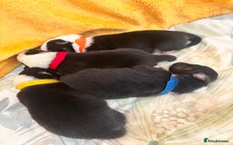 Australian Shepherd dogs for sale: KC registered Australian shepherd puppies  - Image 3
