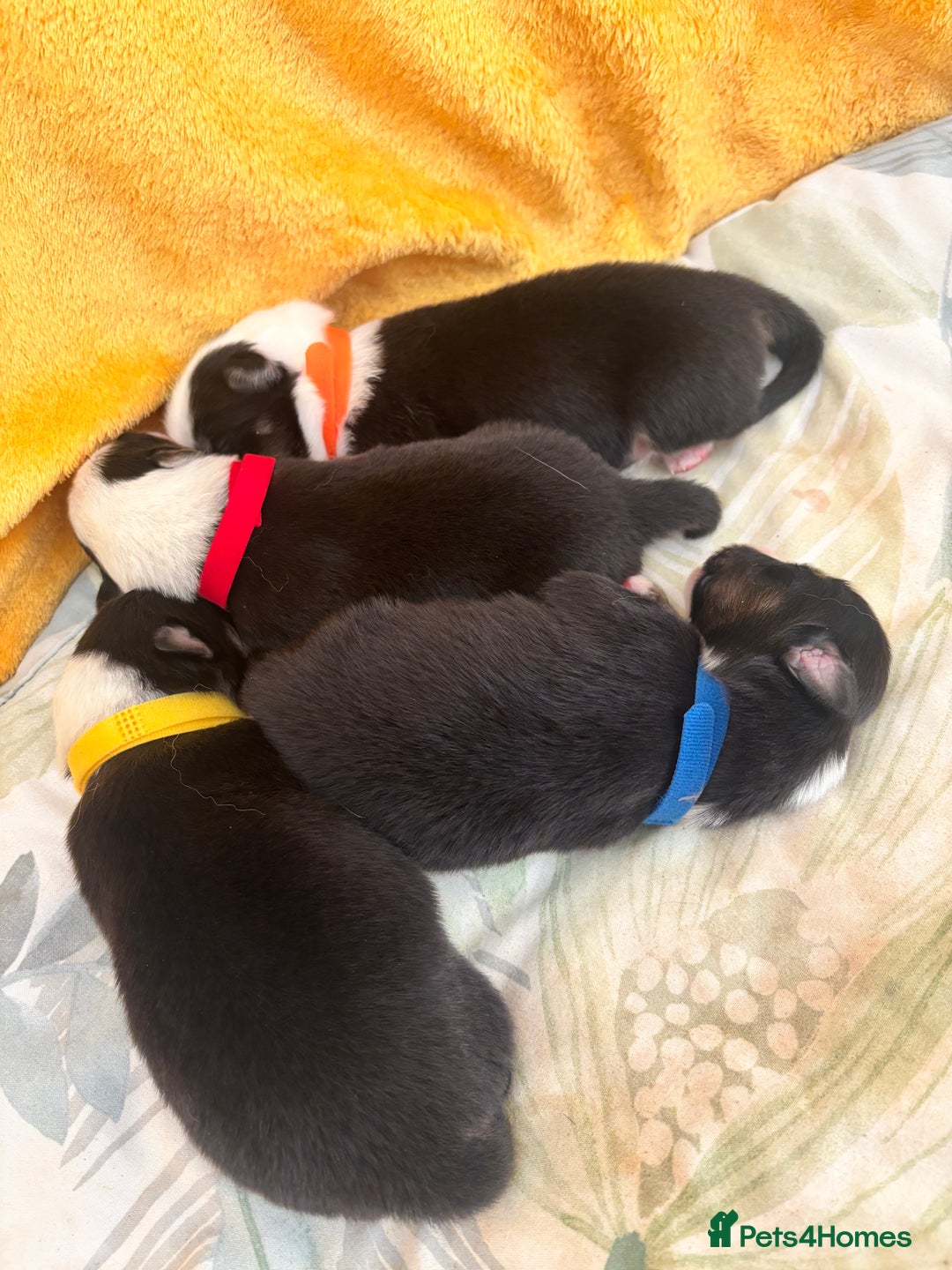 Australian Shepherd dogs for sale: KC registered Australian shepherd puppies  - Image 3