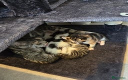 Mixed Breed cats for sale: Mixed colour tabby kittens - Image 18