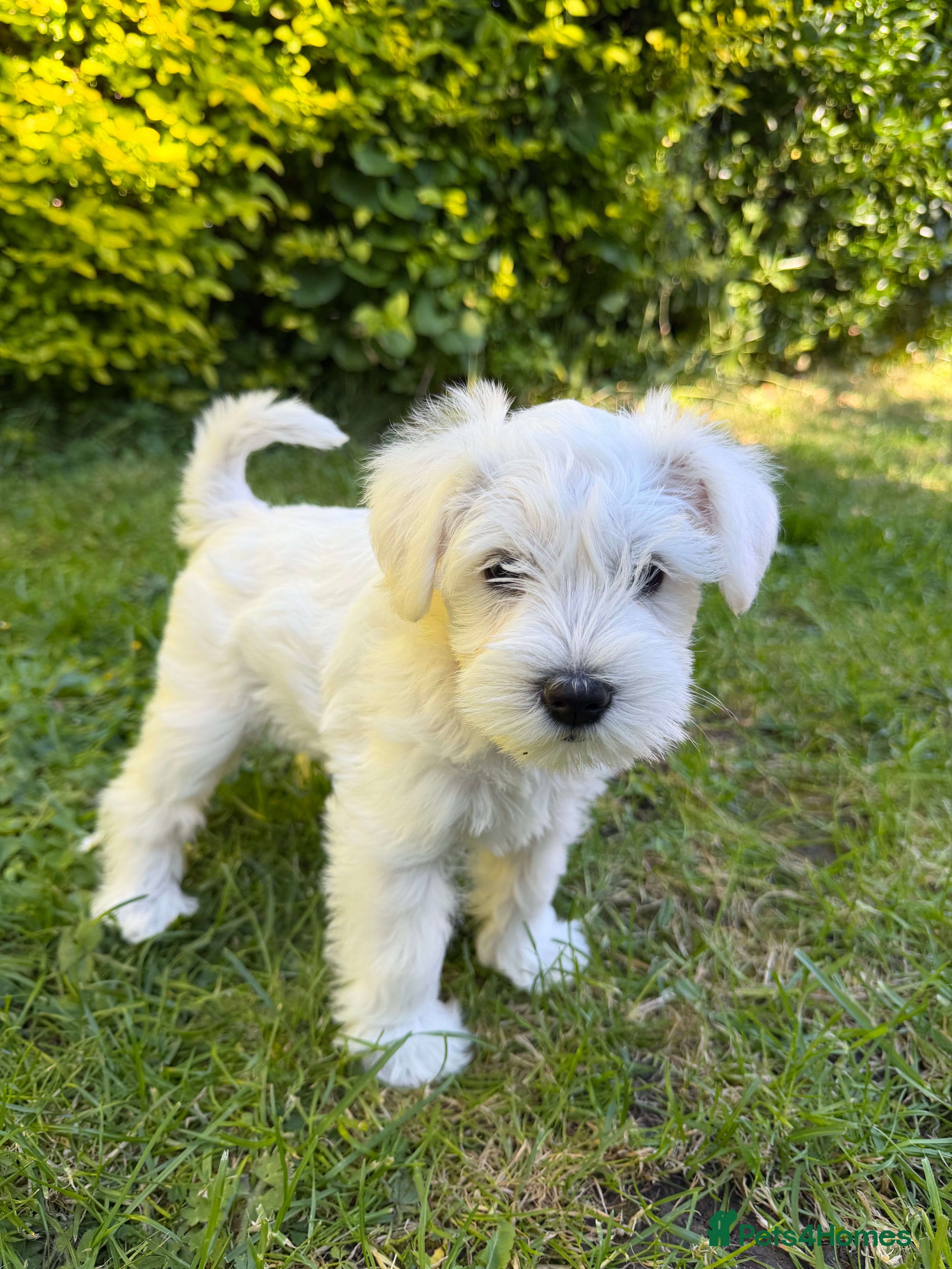 Miniature Schnauzer dogs for sale: Available: 🐾 3 Girls 🐾 2 Boys - Advert 24
