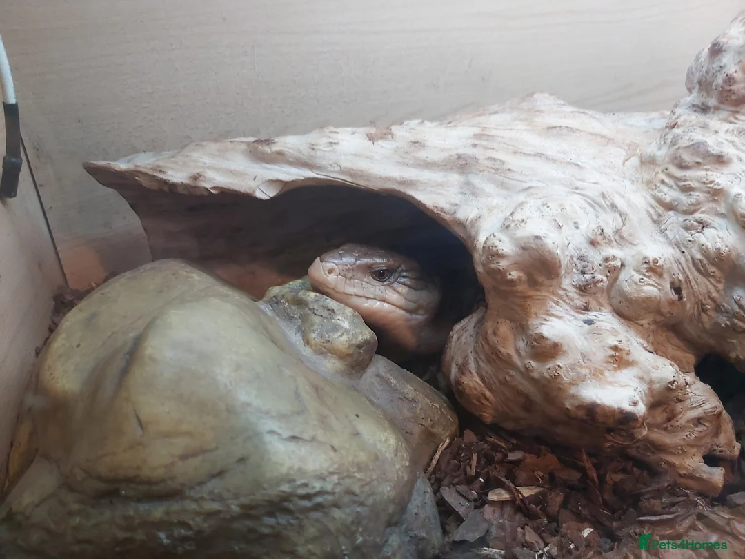 Skink reptiles for sale: Blue Tongue Skink Adult - Advert 4