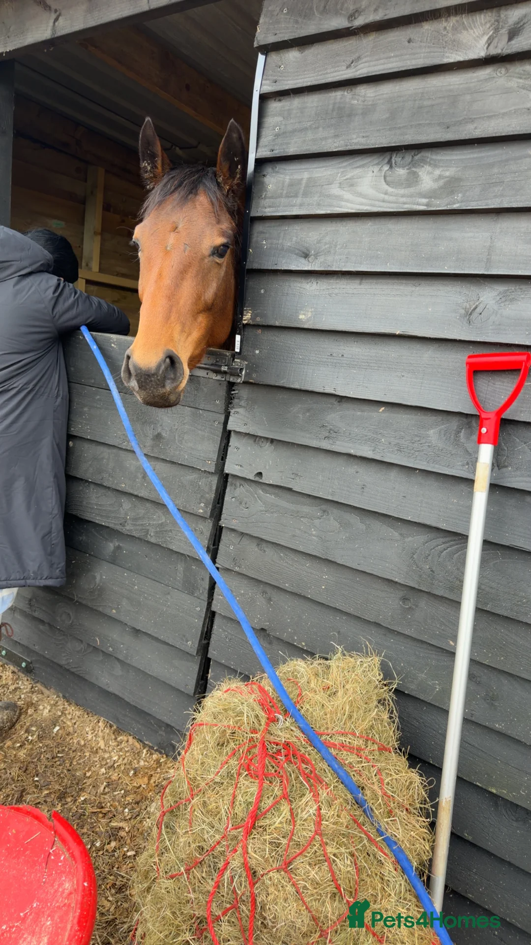 Irish Thoroughbred horses for sale: 15,2/15,3 TB mare - Advert 5