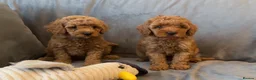 Cavapoo dogs for sale: Cavapoos Extensive DNA & Heart tested - Advert 24