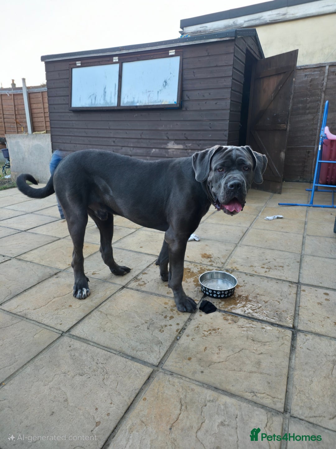 Cane Corso dogs for sale: 8 beautiful cane corsos  - Image 28