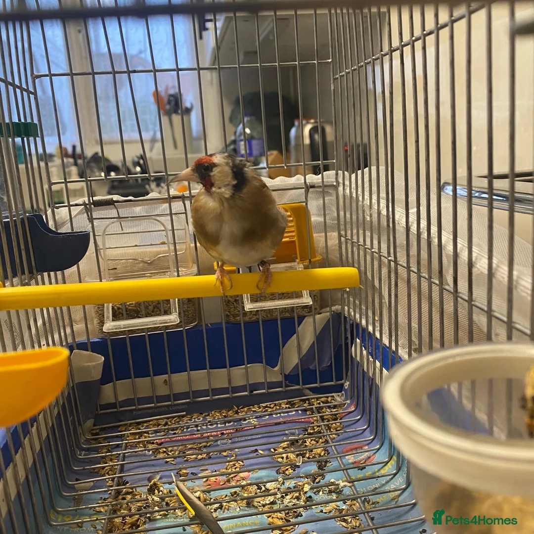 Finches birds for sale: Female European Goldfinch Captive Bred & Ringed - Advert 2