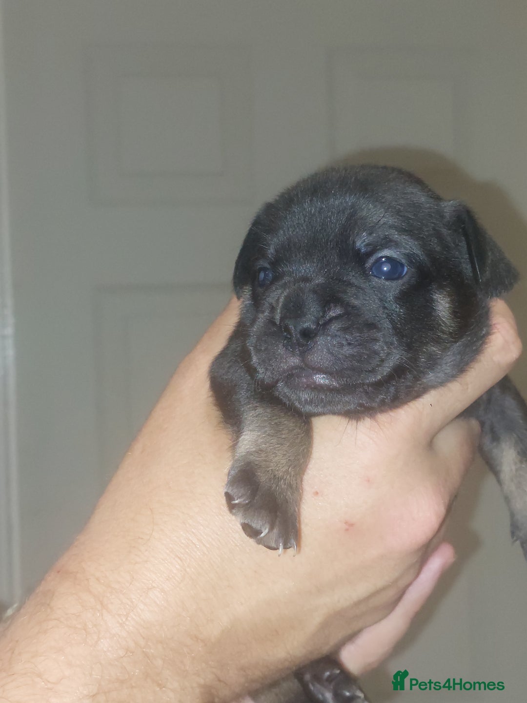 Mixed Breed dogs for sale: FRENCH BULLDOG X STAFFY  - Image 14
