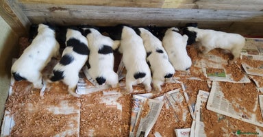 English Springer Spaniel dogs - Advert 9