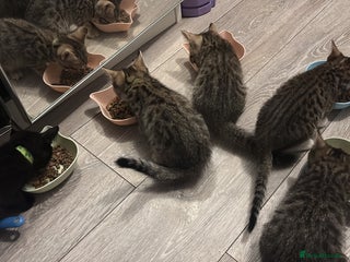 Mixed Breed cats - Advert 31