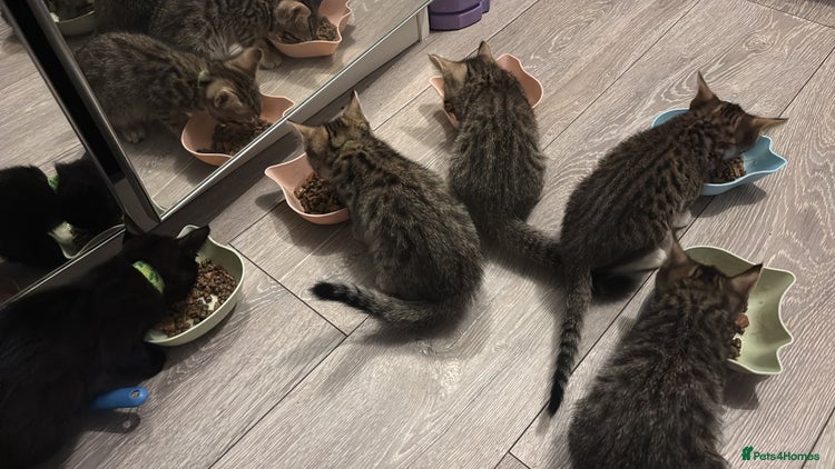 Mixed Breed cats - Advert 18