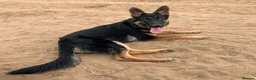 German Shepherd dogs for sale: 8 year old female German shepherd  - Advert 4