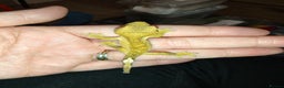 Gecko reptiles for sale: Unsexed Baby Crested Geckos - Advert 6