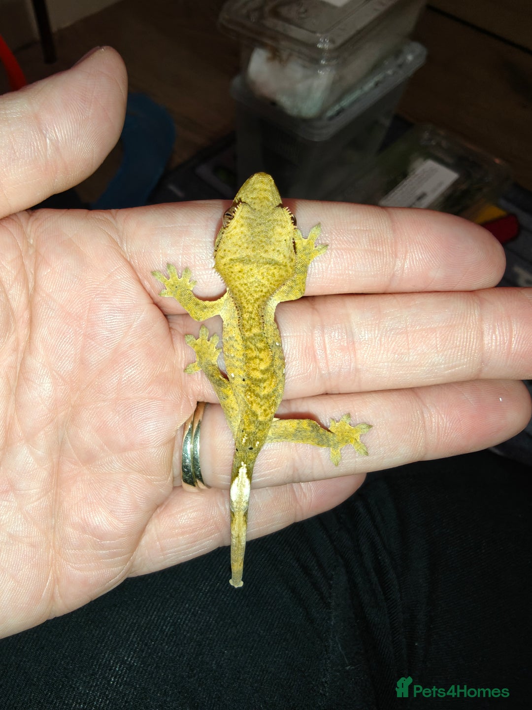 Gecko reptiles for sale: Unsexed Baby Crested Geckos - Advert 6