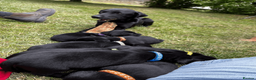 Labrador Retriever dogs for sale: Working Labrador Retriever Puppies - Advert 21