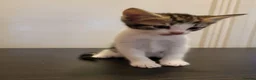 Mixed Breed cats for sale: Adorable kittens  in London - Advert 6