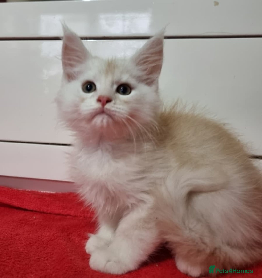 Maine Coon cats for sale: Beautiful Maine Coon Kittens - Advert 11