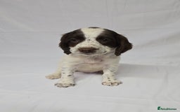 English Springer Spaniel dogs for sale: Calm,Adorable, beautiful Springer spaniel puppies. - Image 5