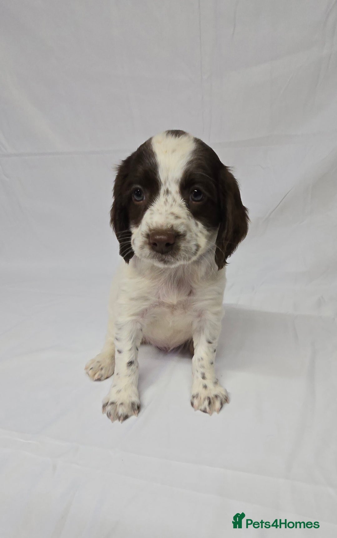 English Springer Spaniel dogs for sale: Calm,Adorable, beautiful Springer spaniel puppies. - Image 5